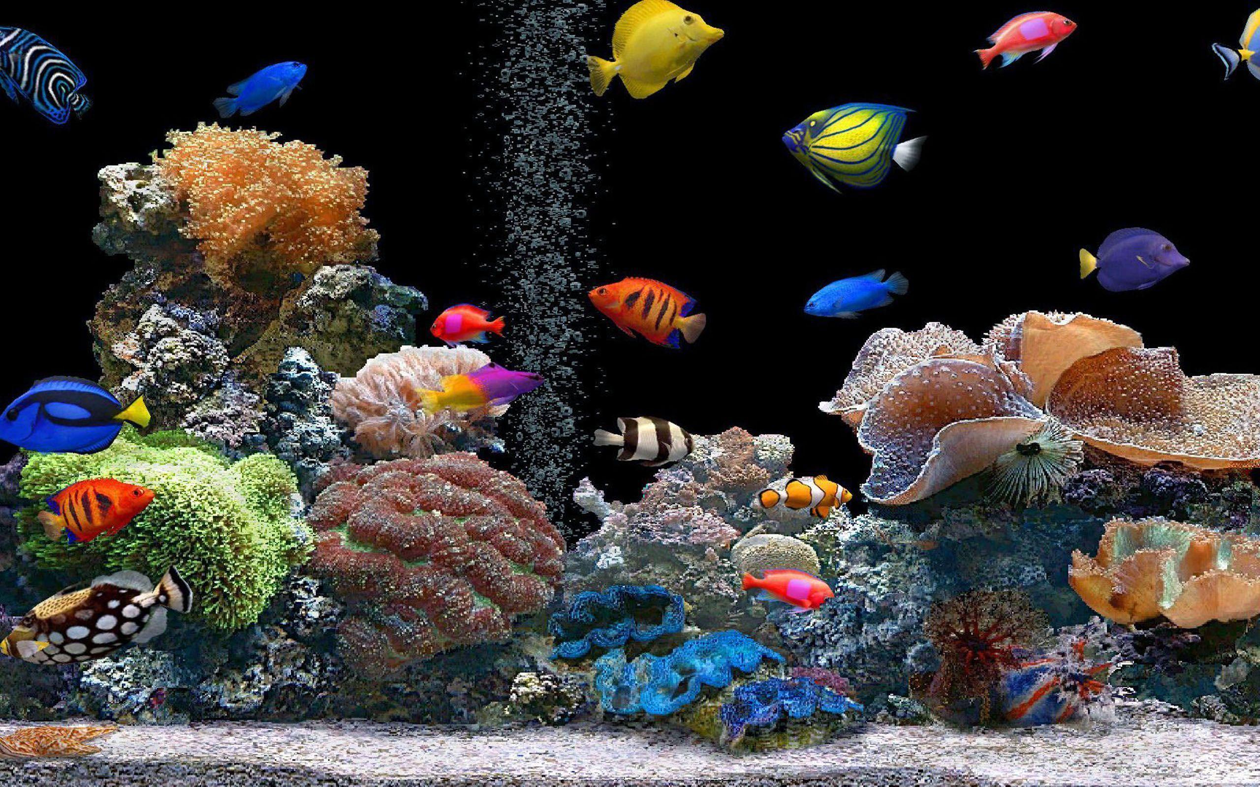 Colorful tropical fish wallpaper