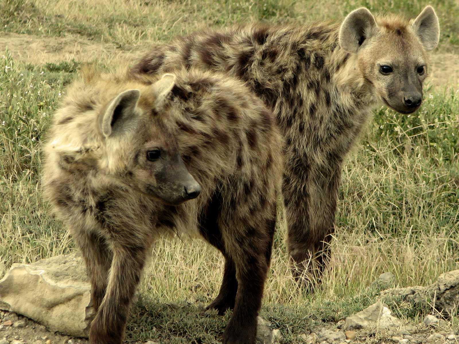 hyena scavenger conservation predator wildlife sanctuary