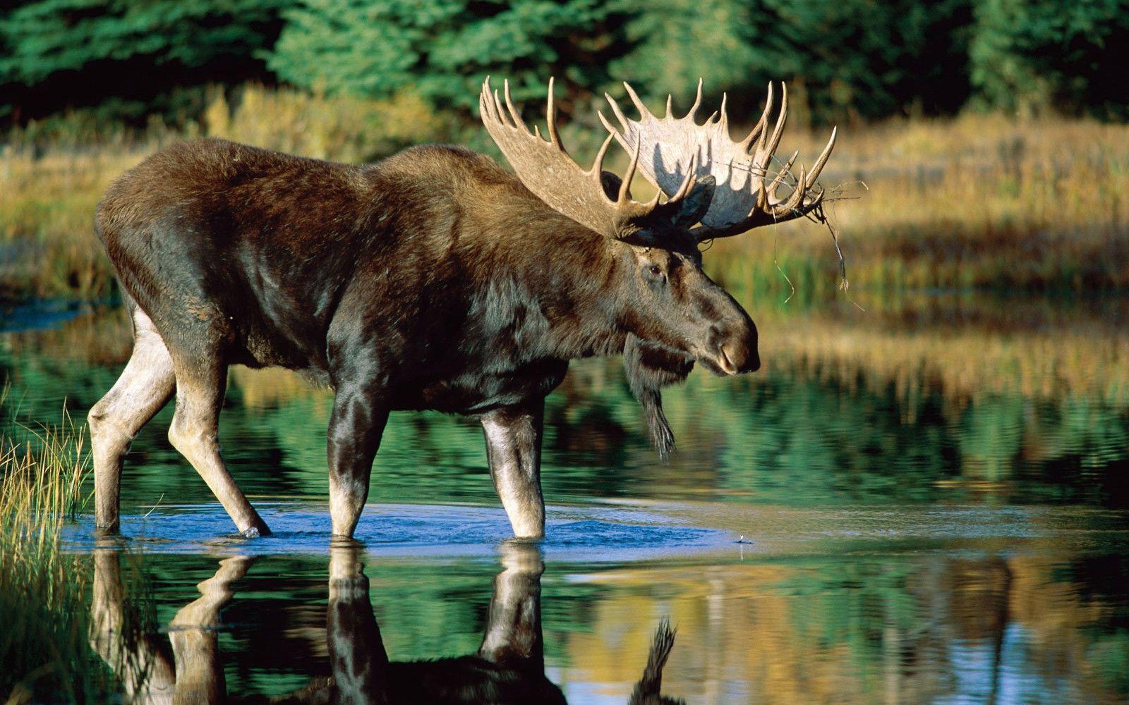 1000 Moose Pictures  Download Free Images on Unsplash