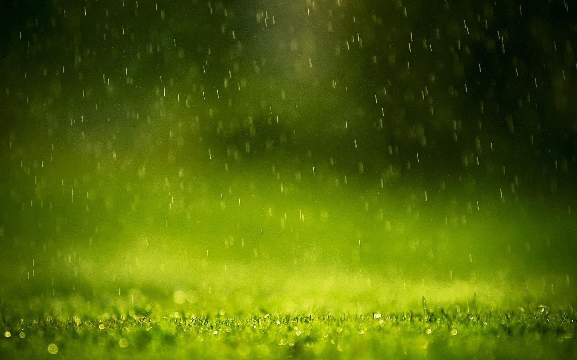 Beautiful Rain Drop Water On The Grass Wallpap Wallpaper