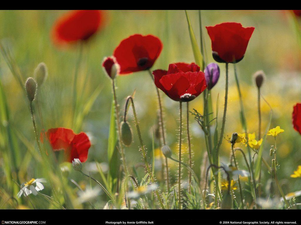 Petra Poppies Picture, Petra Poppies Desktop Wallpaper, Free