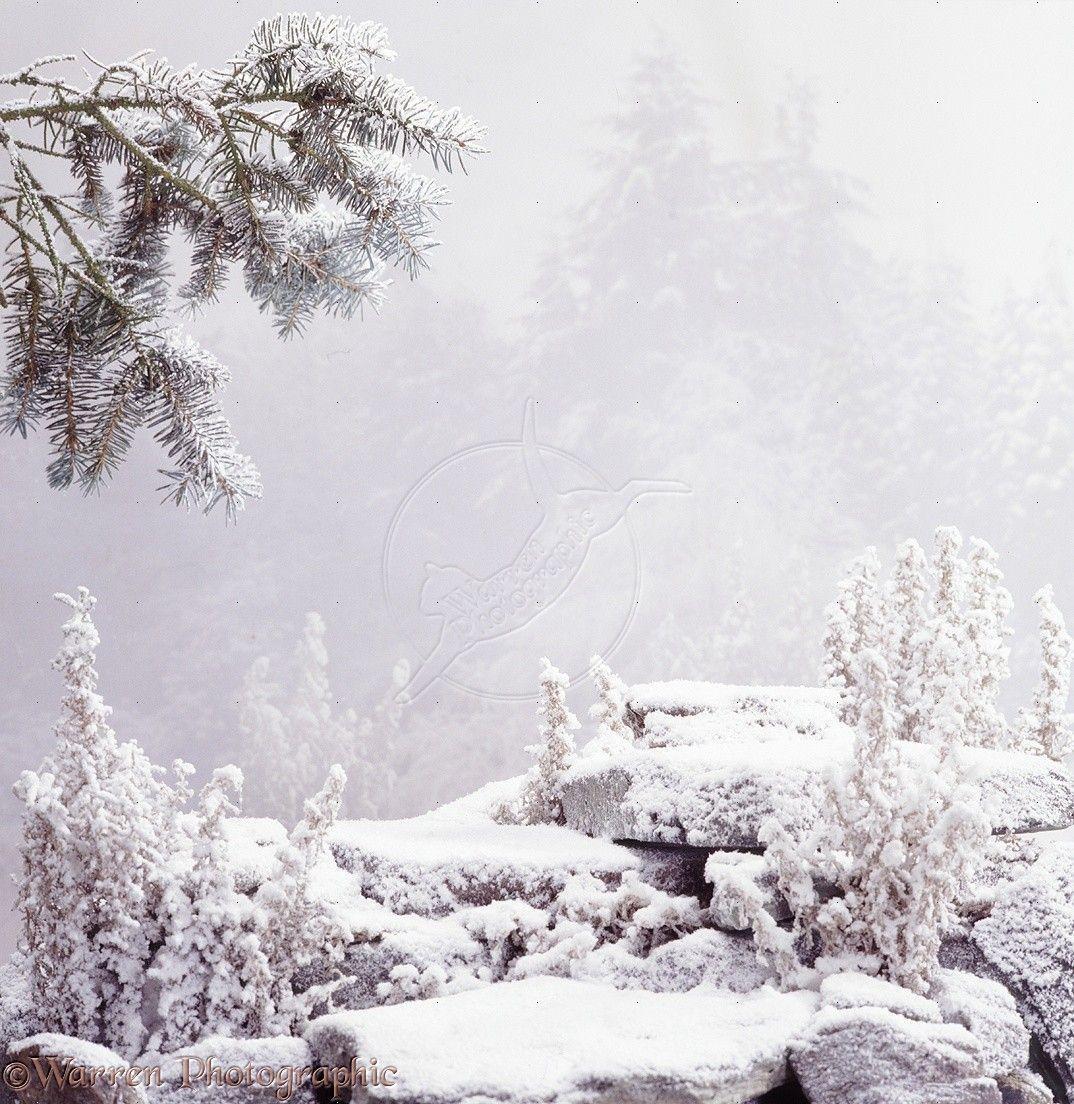 Snowy background photo