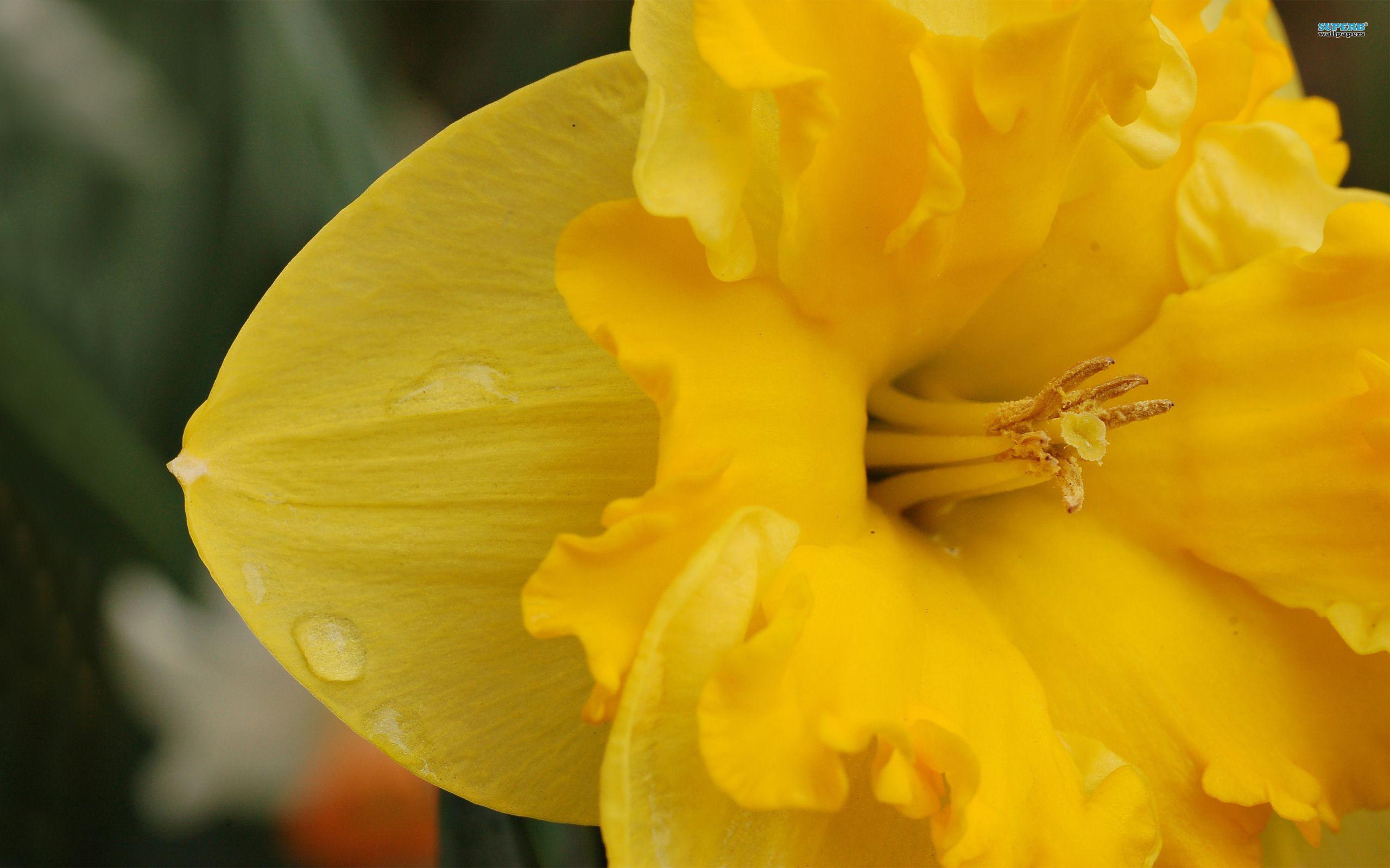 Flowers For > Daffodil Wallpaper