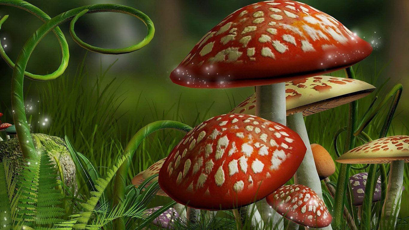 Mushroom HD Wallpaper Free Download. HD Free Wallpaper Download