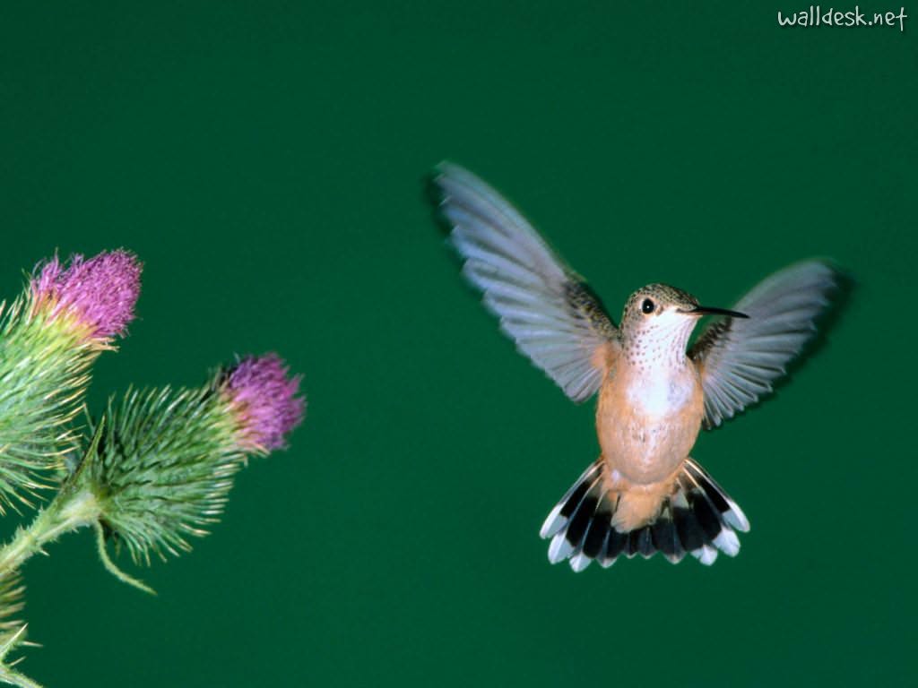 Calliope Hummingbird To Desktop Beija Flor Birds, Photo