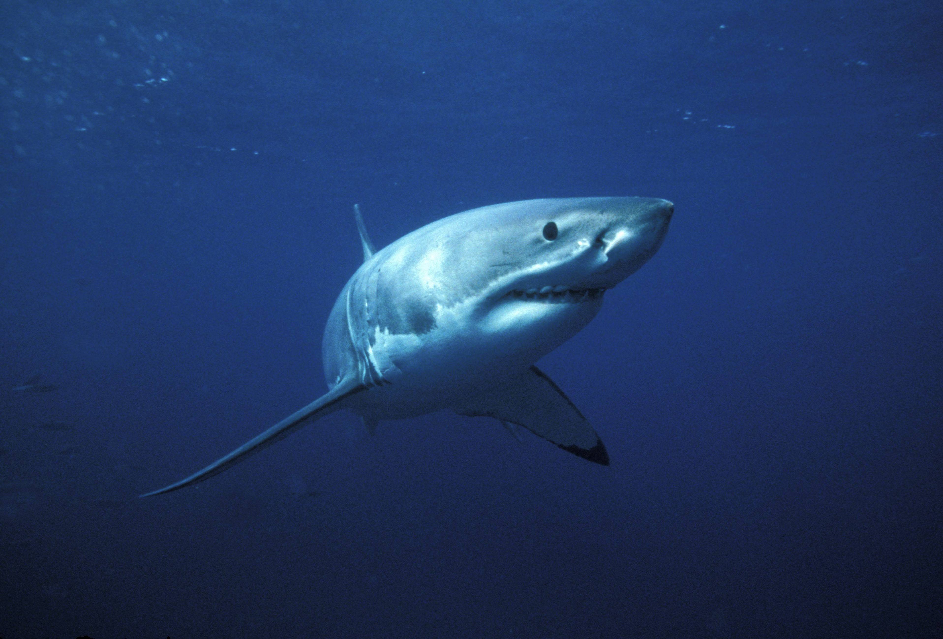 Great White Shark Wallpaper 39025 in Animals