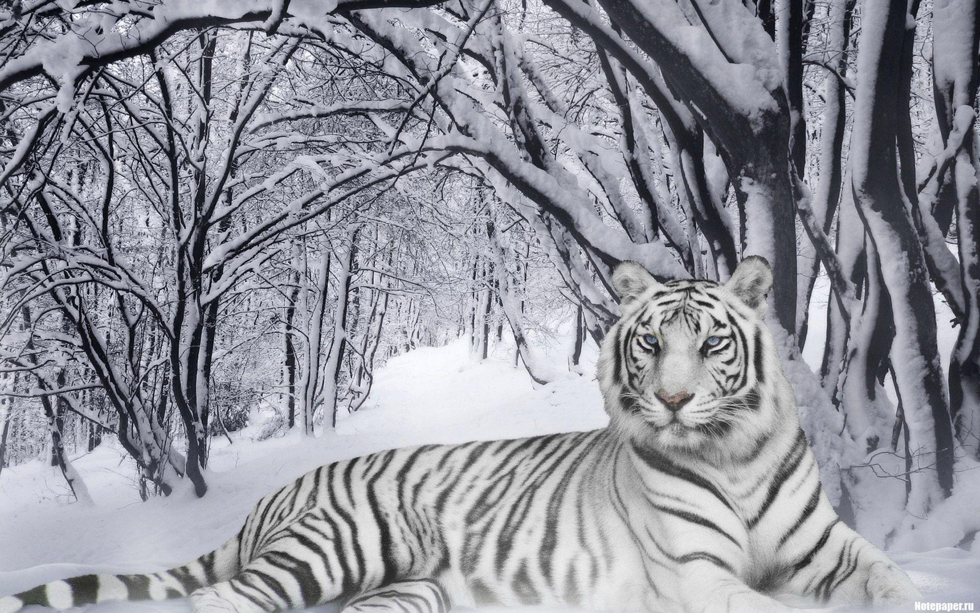 White Leopard in Snow HD Wallpaper. High Definition Wallpaper