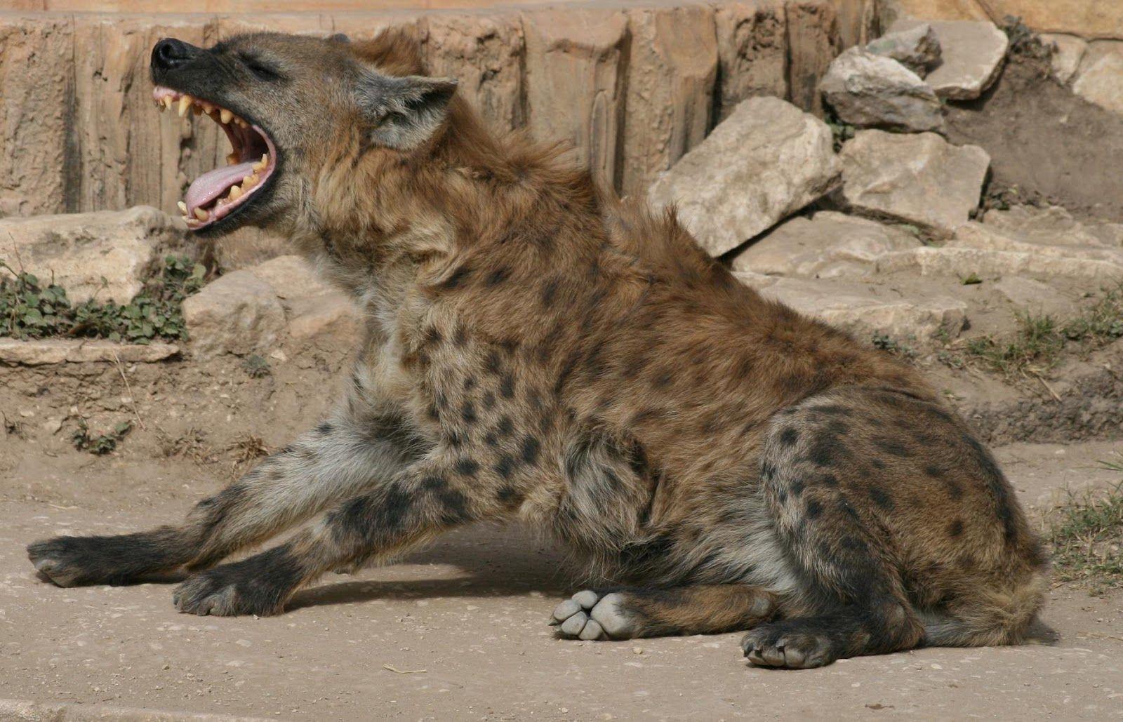 Hyena Picture and Wallpaper
