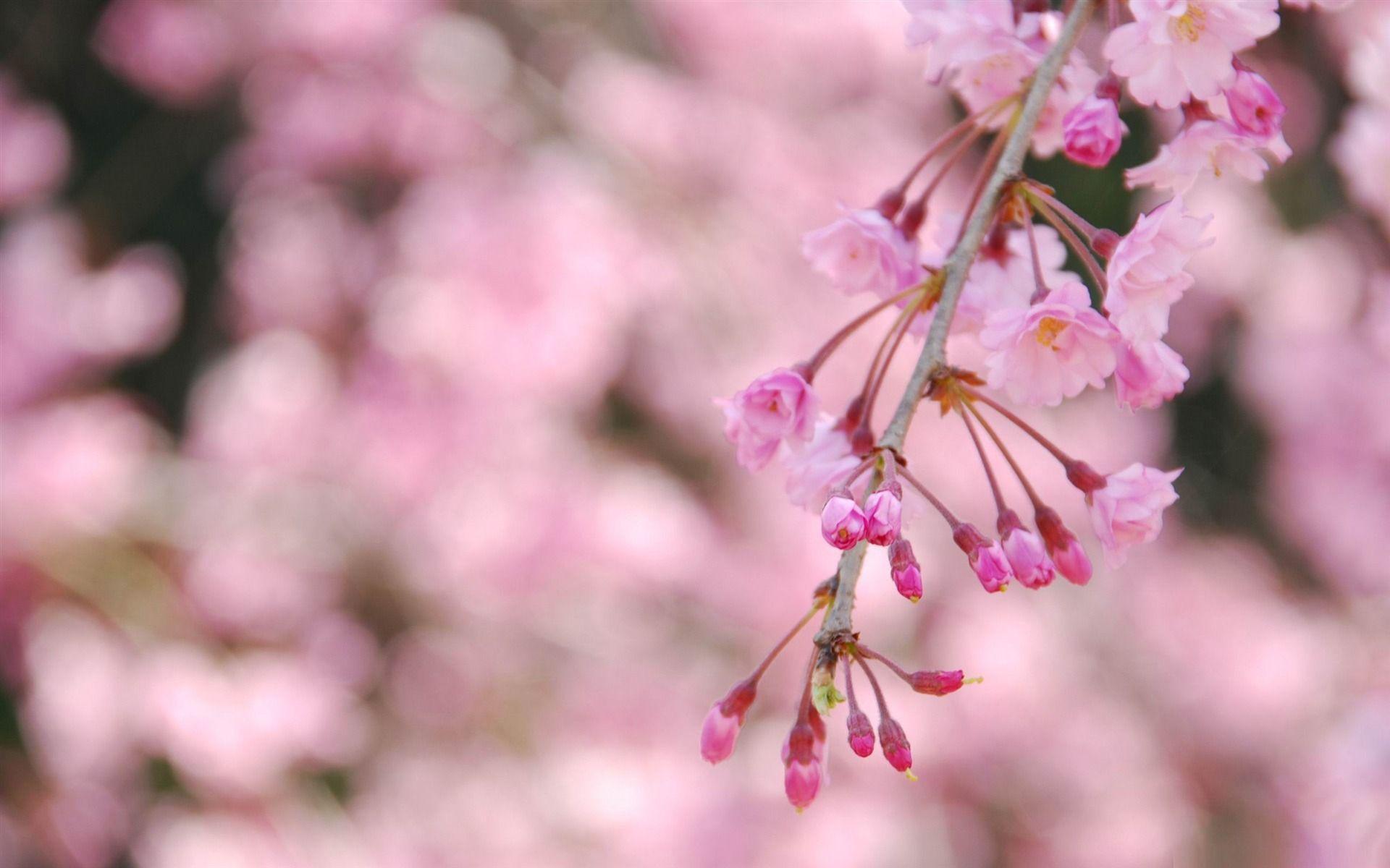 Spring Trees Wallpaper Desktop Background 1 HD Wallpaper. Hdimges