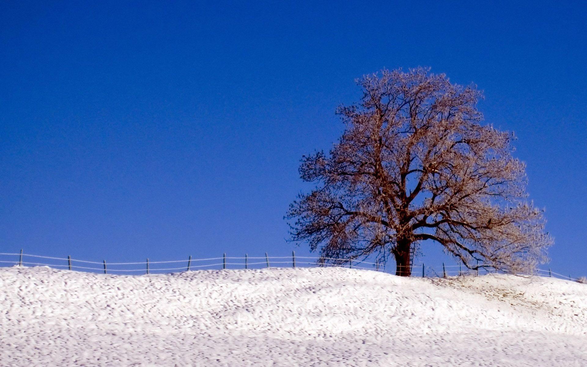Nature Winter wallpaper