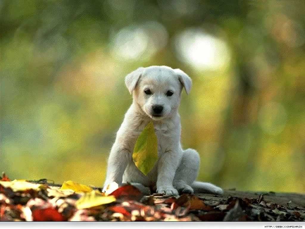 Dogs Wallpaper Download