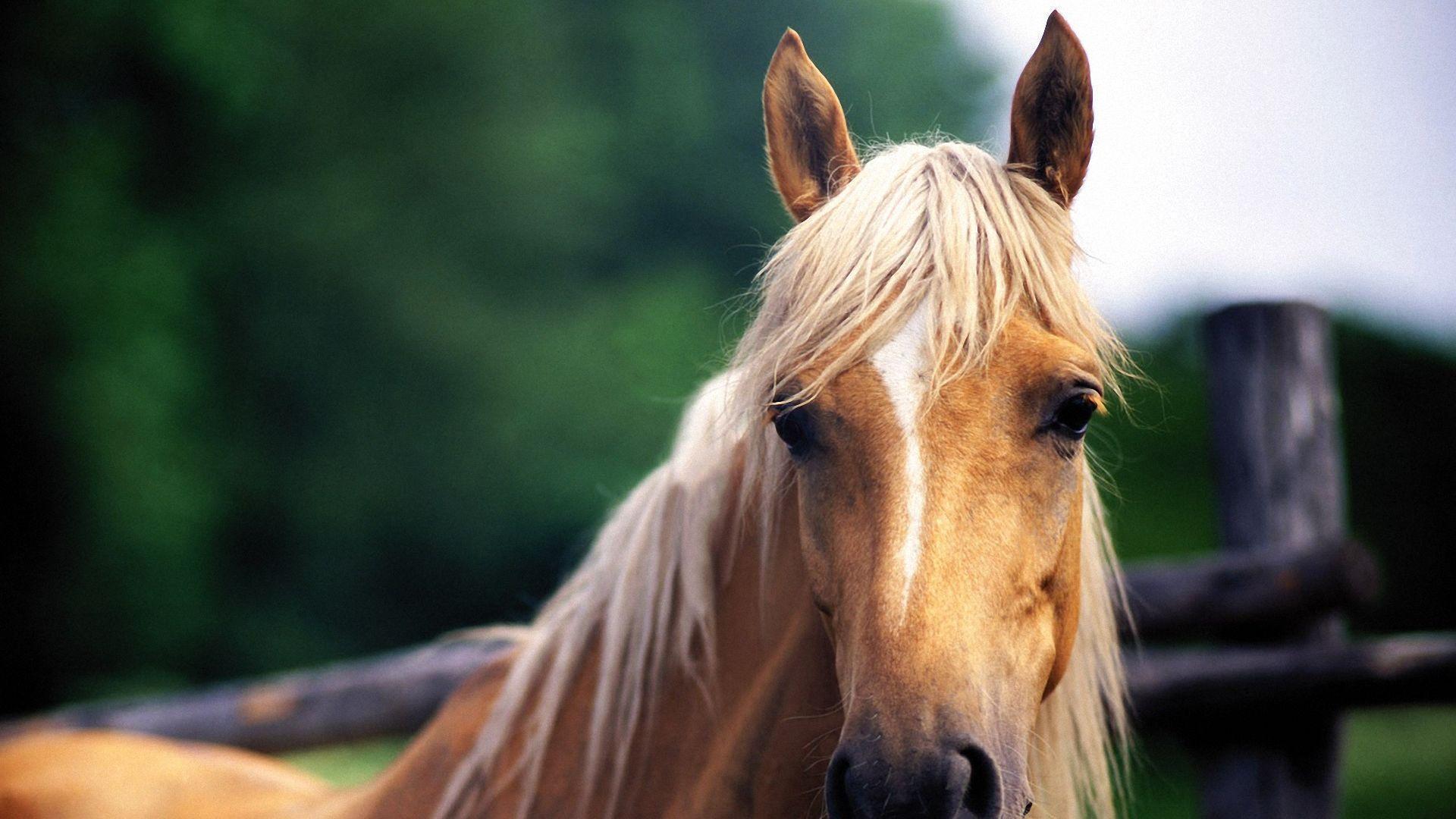 Horse Pics For Backgrounds - Wallpaper Cave
