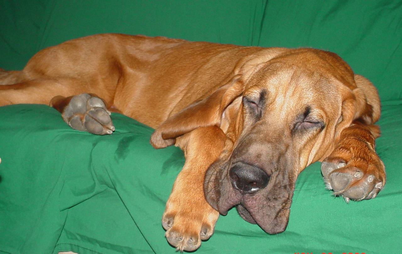 Green Bloodhound photo and wallpaper. Beautiful Green Bloodhound