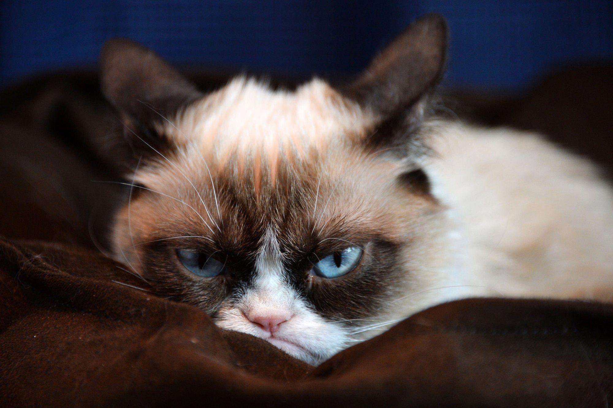 Wallpaper For > Grumpy Cat Wallpaper