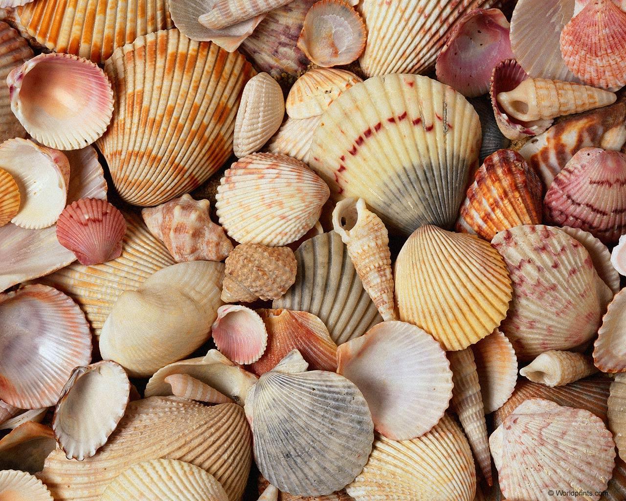 image For > Seashells Desktop Wallpaper