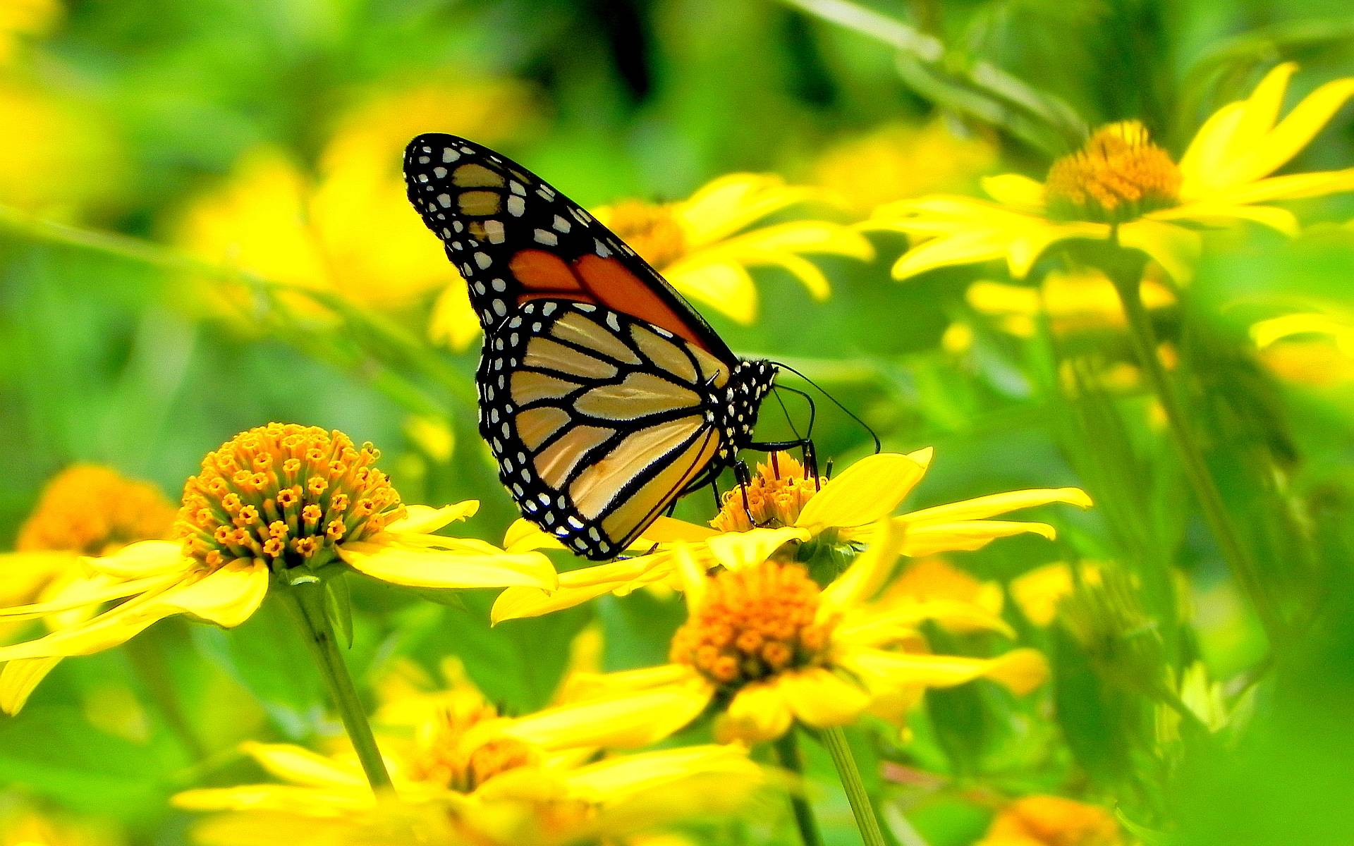 Bio Eco Design: Monarch butterfly flowers Wallpaper Picture