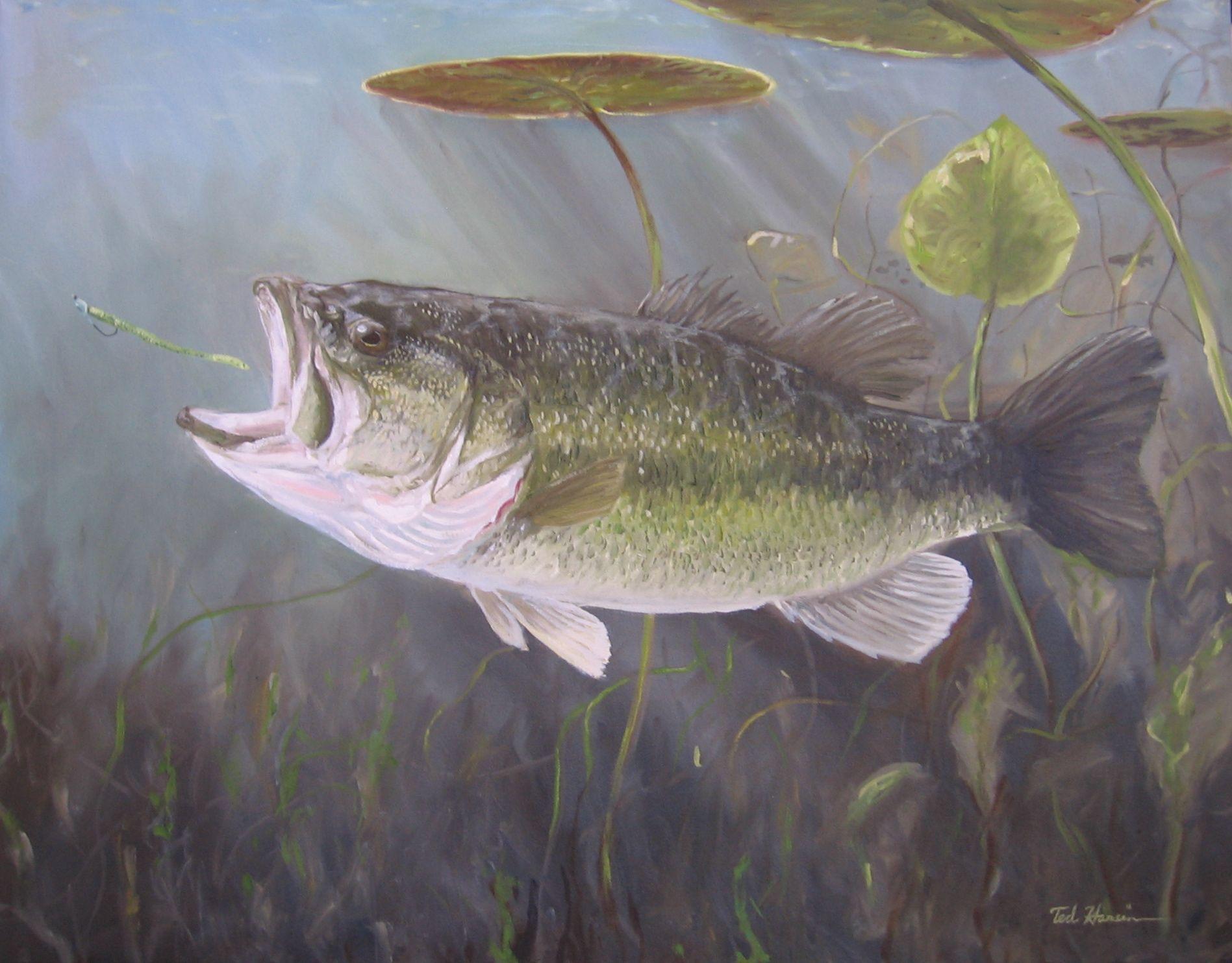 image For > Largemouth Bass Drawing Color