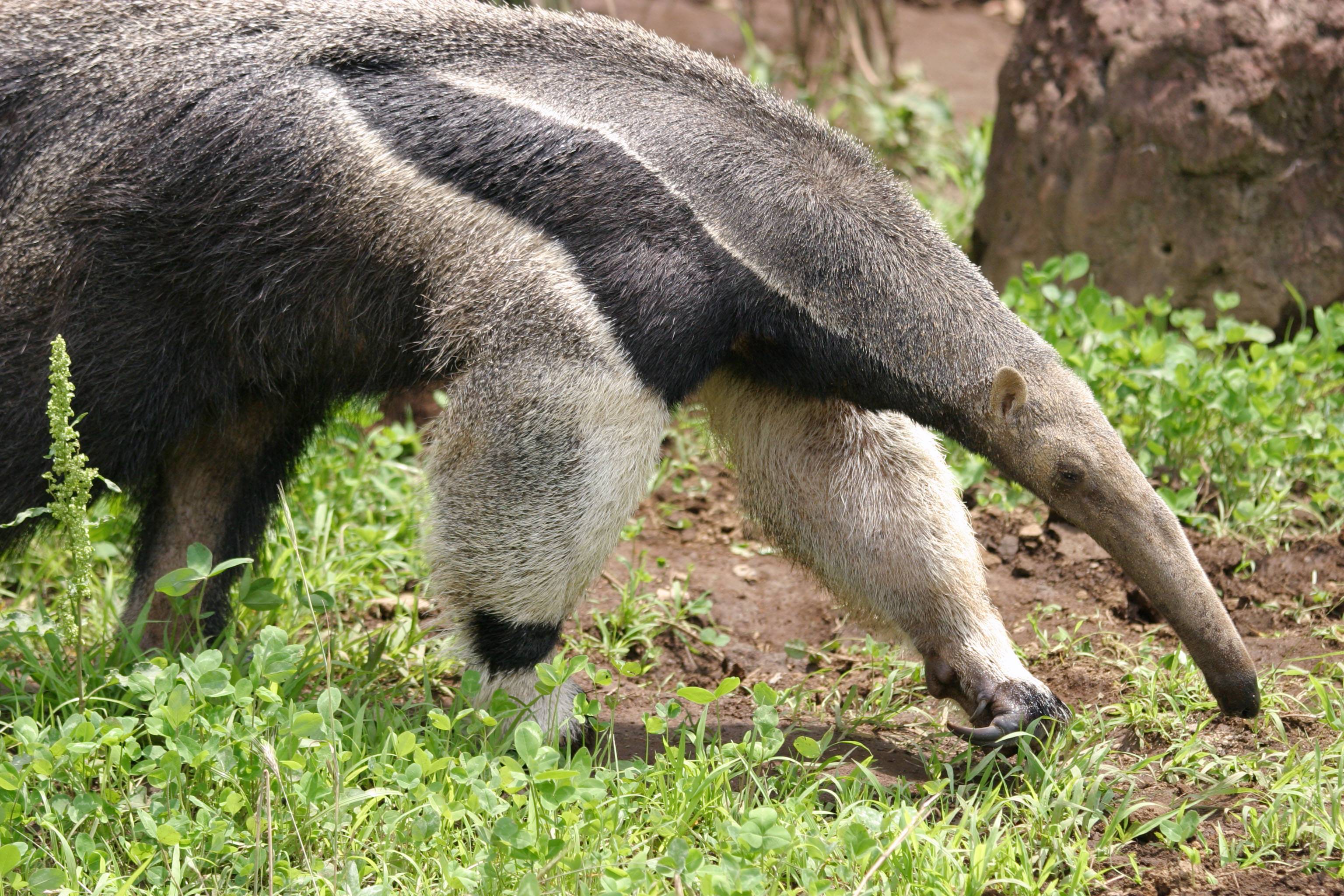 Anteater Wallpapers - Wallpaper Cave