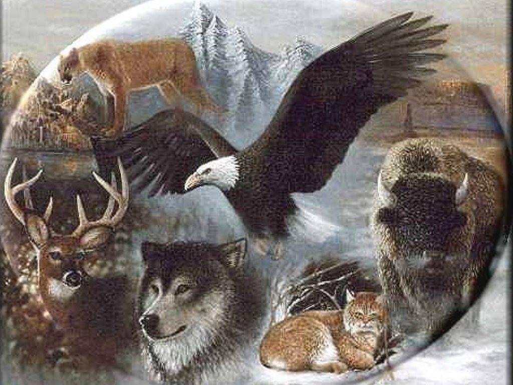 Wildlife Wallpaper 5543 Image. Areahd