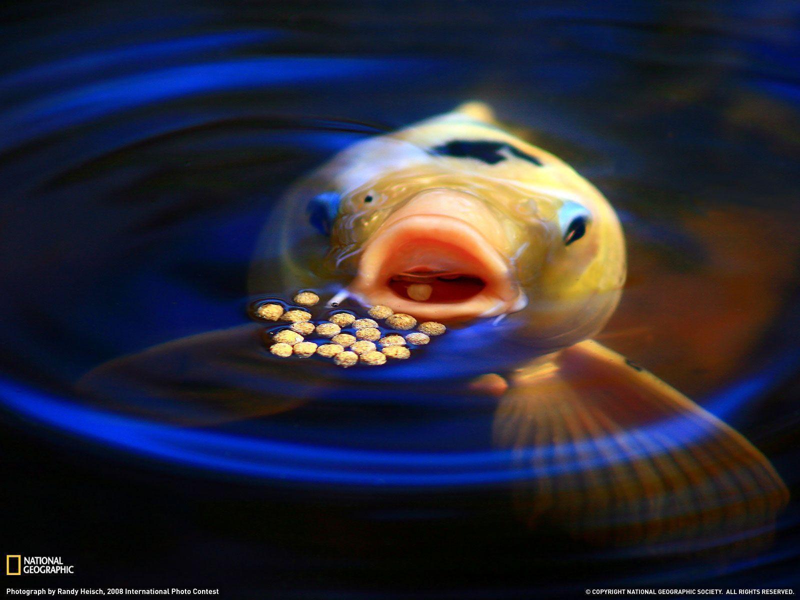 Koi Feeding Picture, Fish Wallpaper Geographic Photo