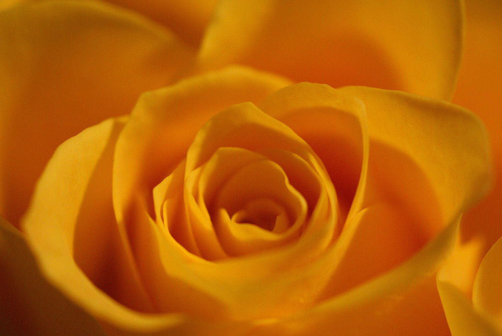 Pics For > Light Yellow Rose Background