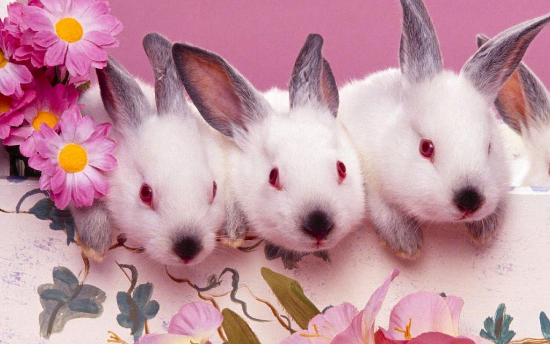 Easter Bunny Wallpapers Free - Wallpaper Cave