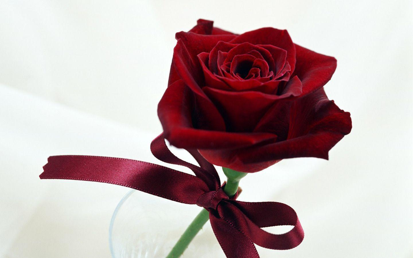 Single Red Rose Picture Wallpaper