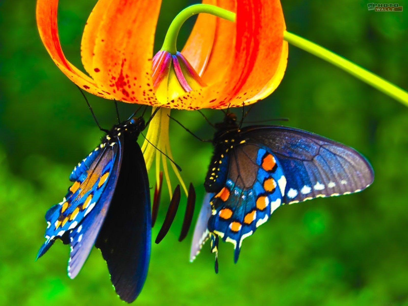 Wallpaper For > Real Blue Butterfly Wallpaper