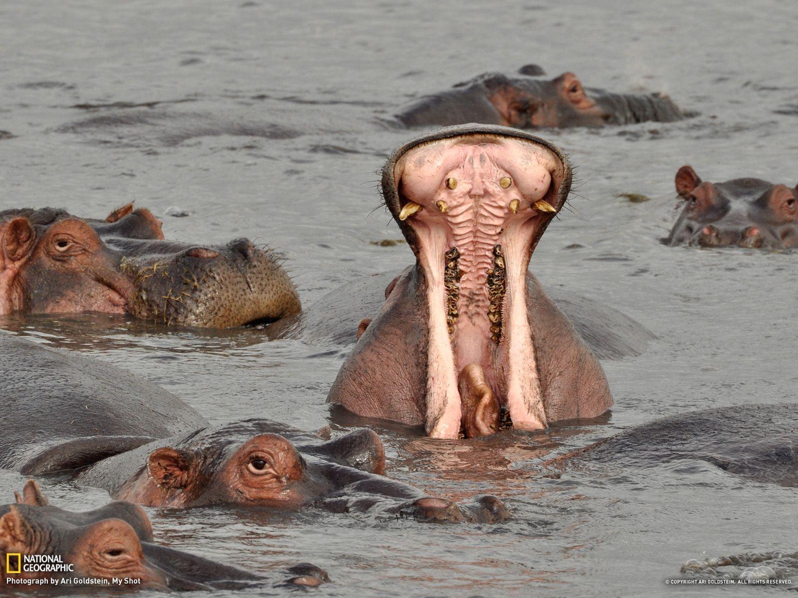 Hippopotamus Picture - Animal Wallpaper - National Geographic