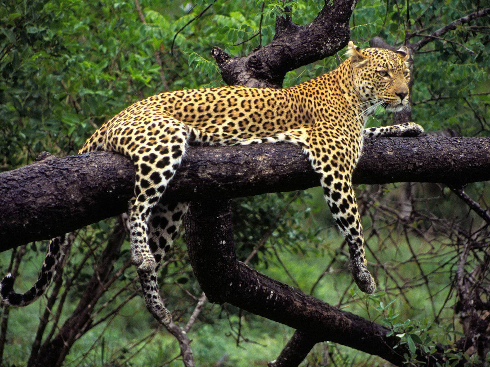 Lounging leopard animal south Africa free desktop backgrounds