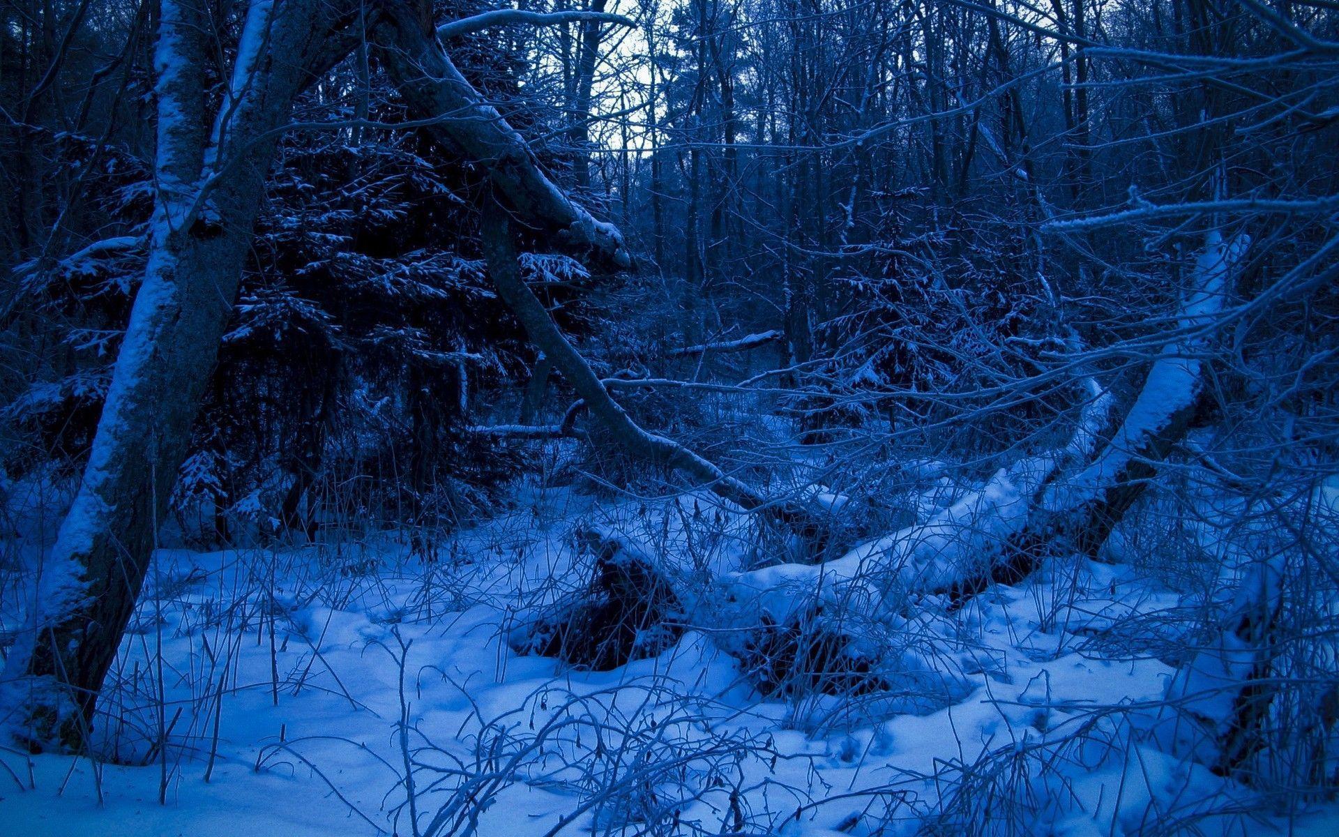 Wallpapers For > Dark Snowy Forest Wallpapers