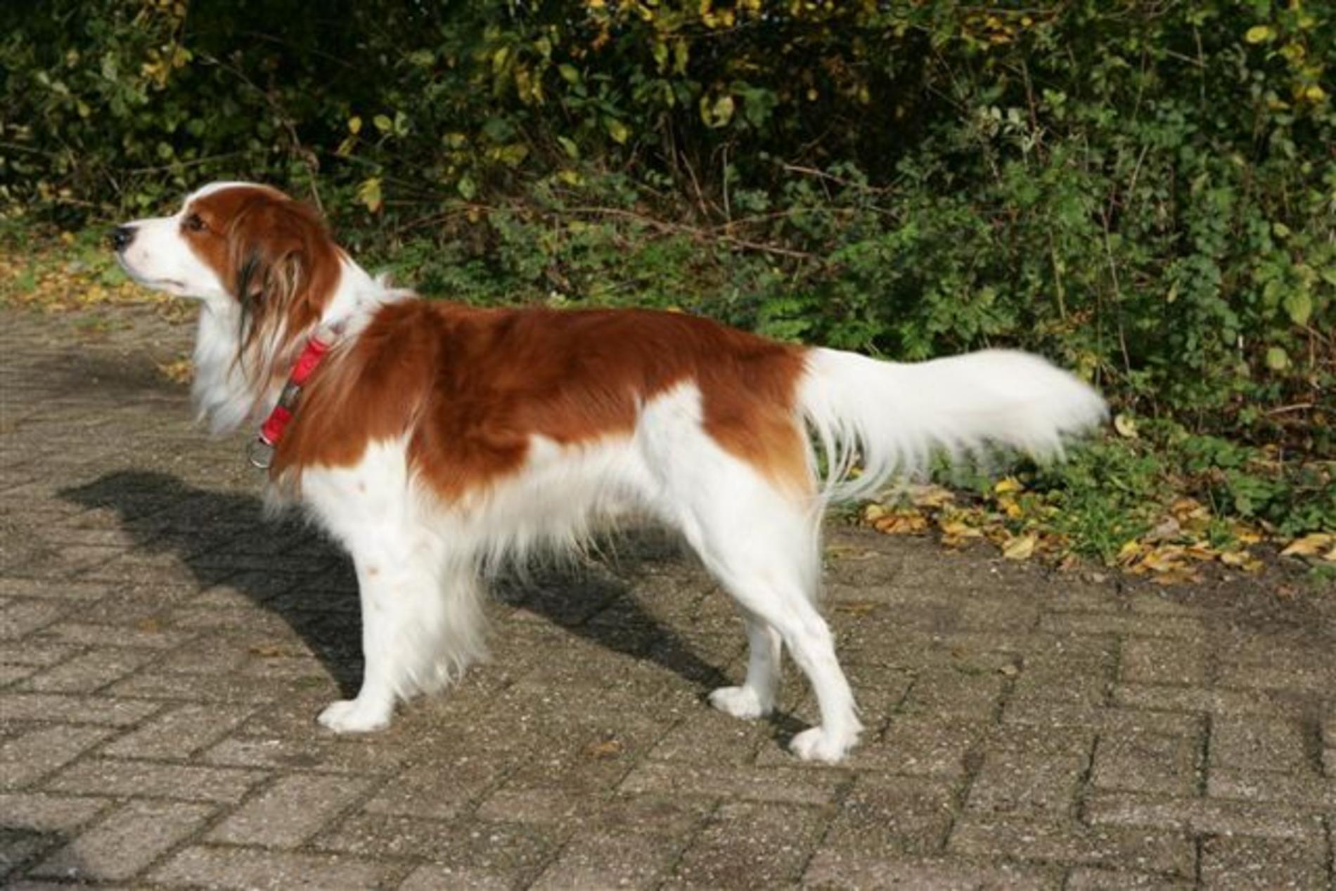 Free wallpaper Small Dutch waterfowl dog