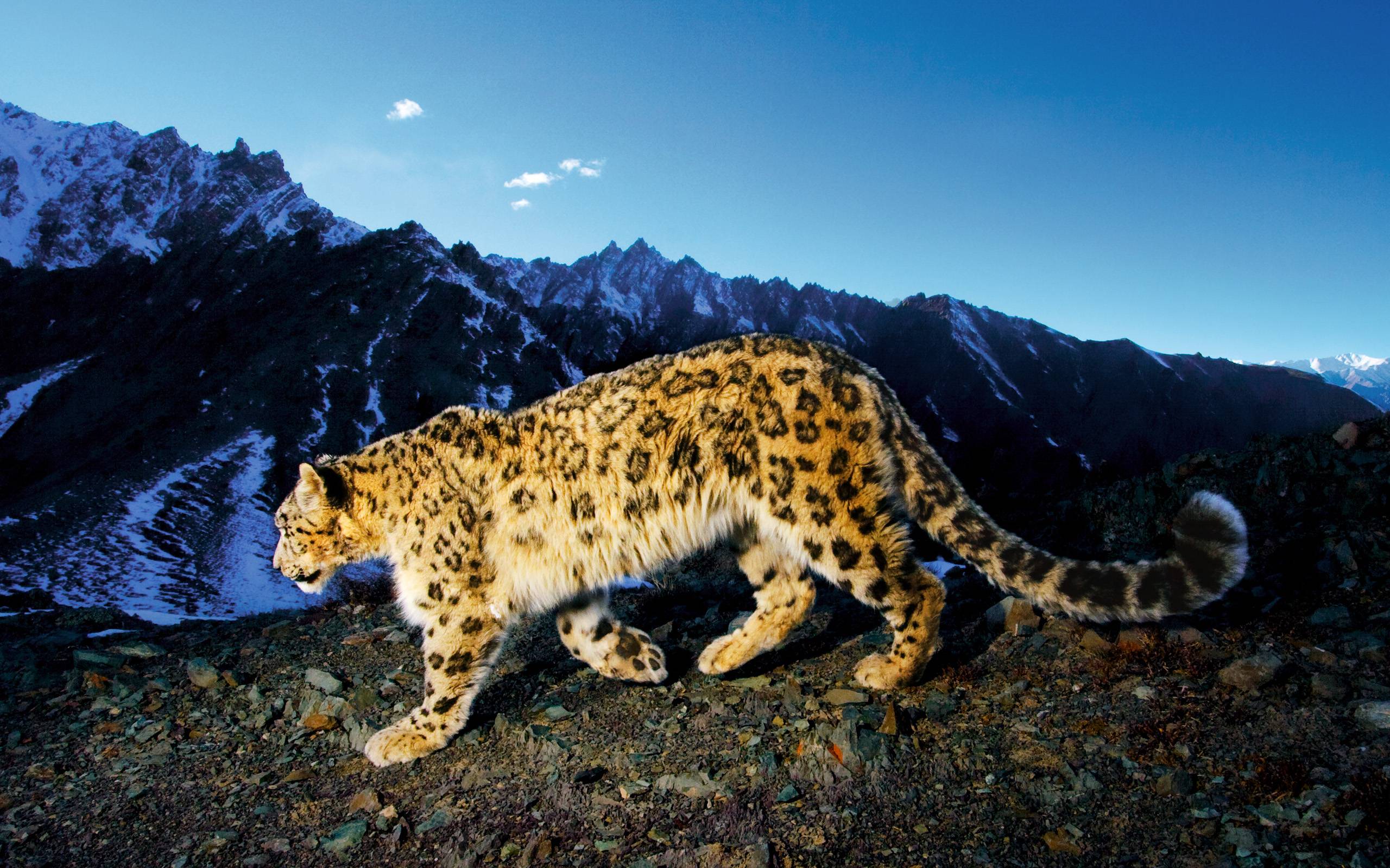 Artistic Snow Leopard Wallpapers