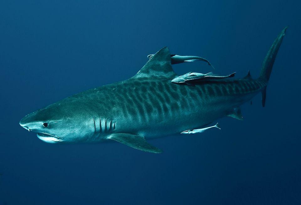 tiger shark in deep blue sea photo