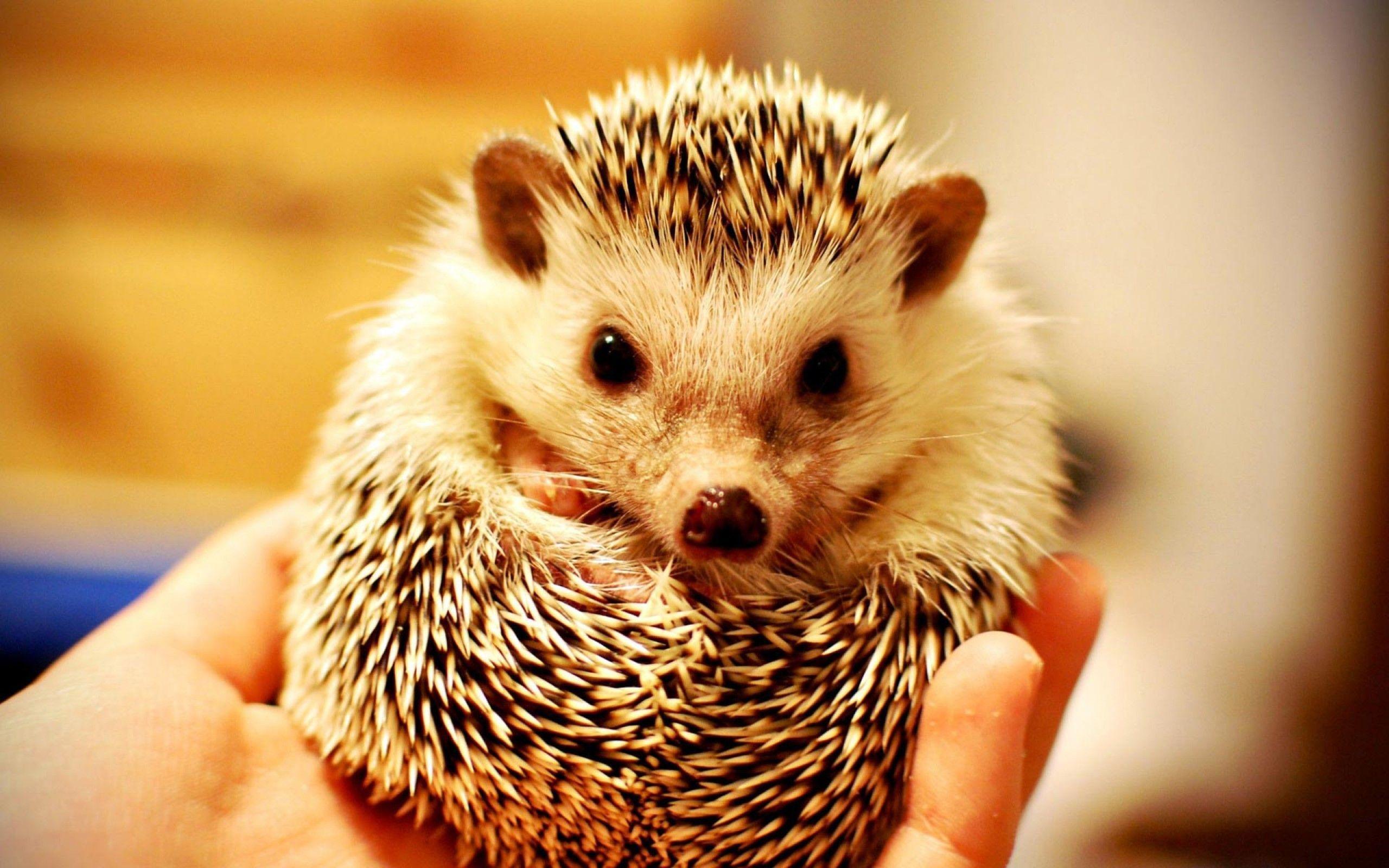 Best Wallpaper Cute Hedgehog , Cute Hedgehog , Hedgehog, Desktop