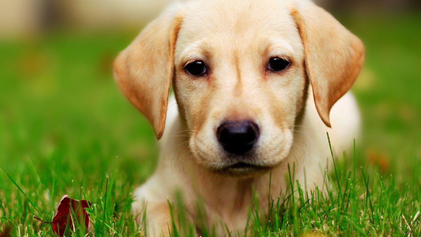 Cute Puppy Wallpaper Wallpaper Nature Free