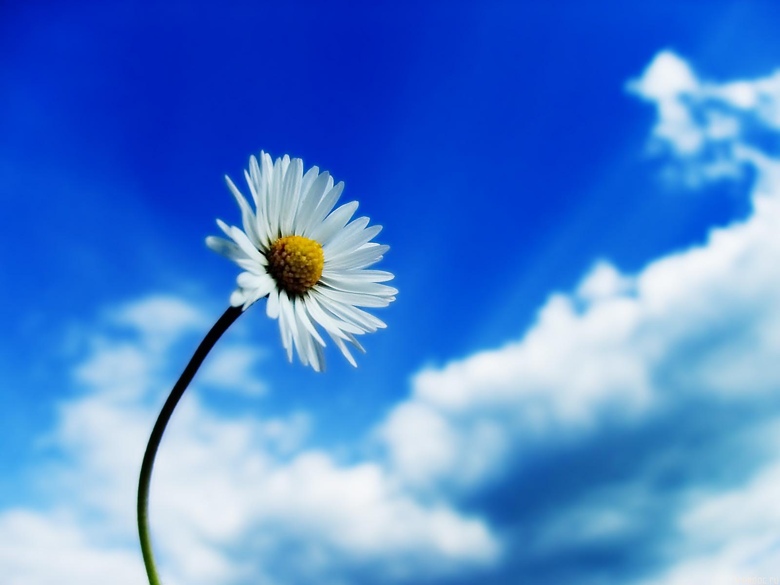 Beautiful Sky White Flower Wallpapers