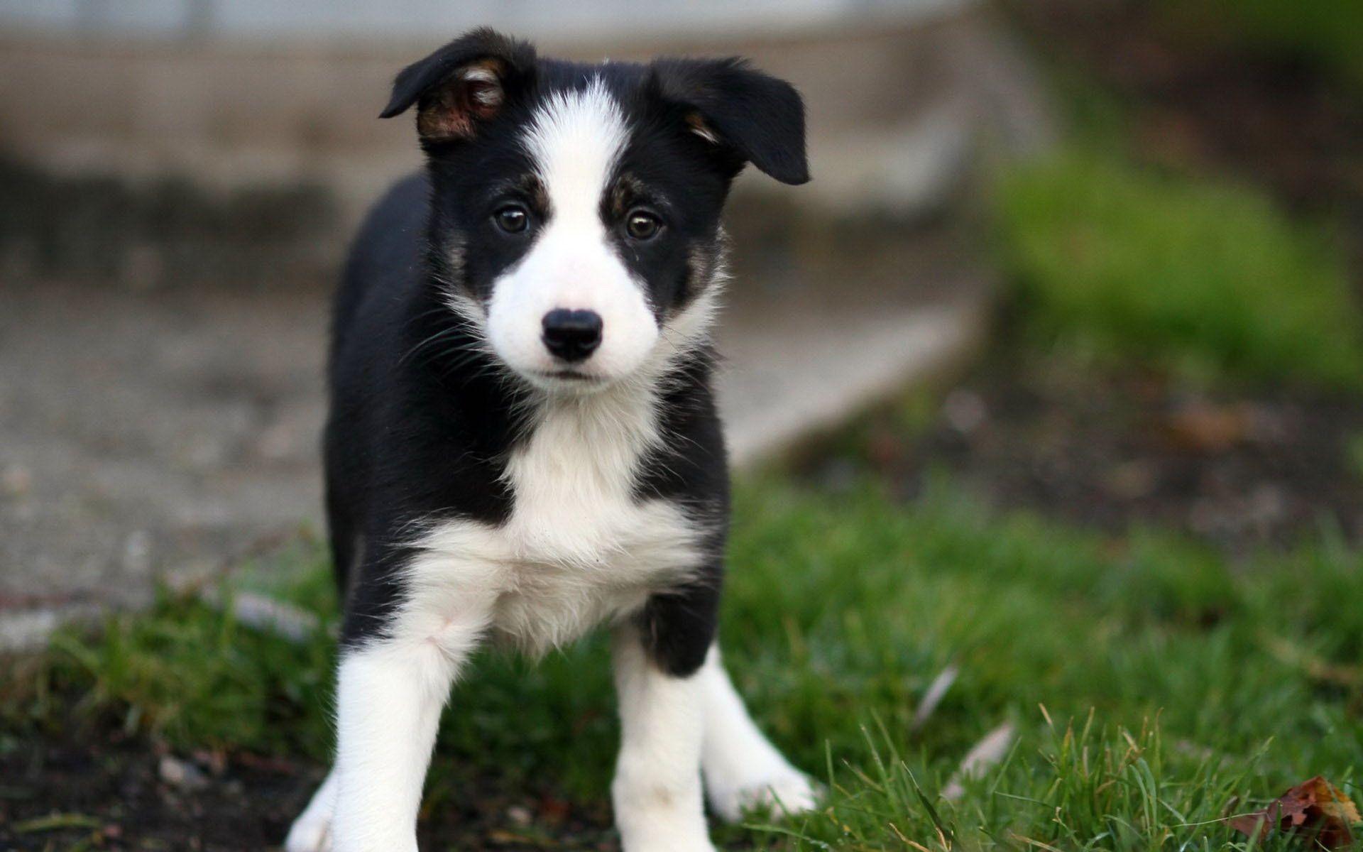 Border Collie Puppy X Wallpaper