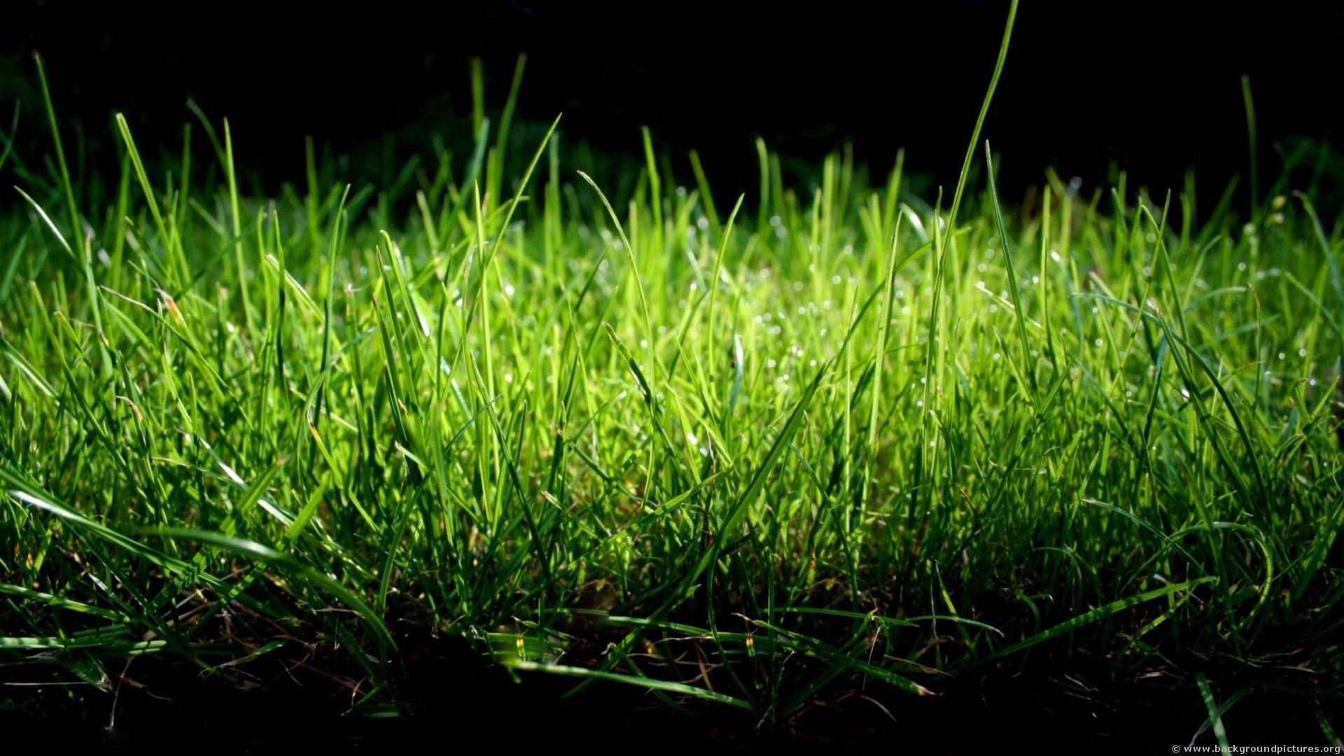 Best Grass Foto HD (4576). Nature Wallpaper Osteotx