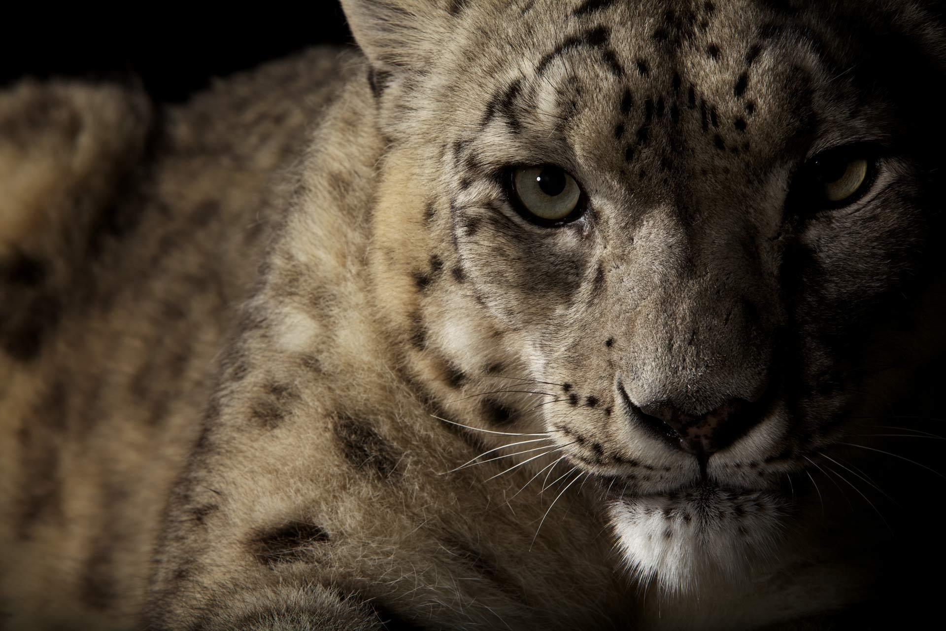 Download wallpaper snow leopard, ounce, wildcat, view free desktop