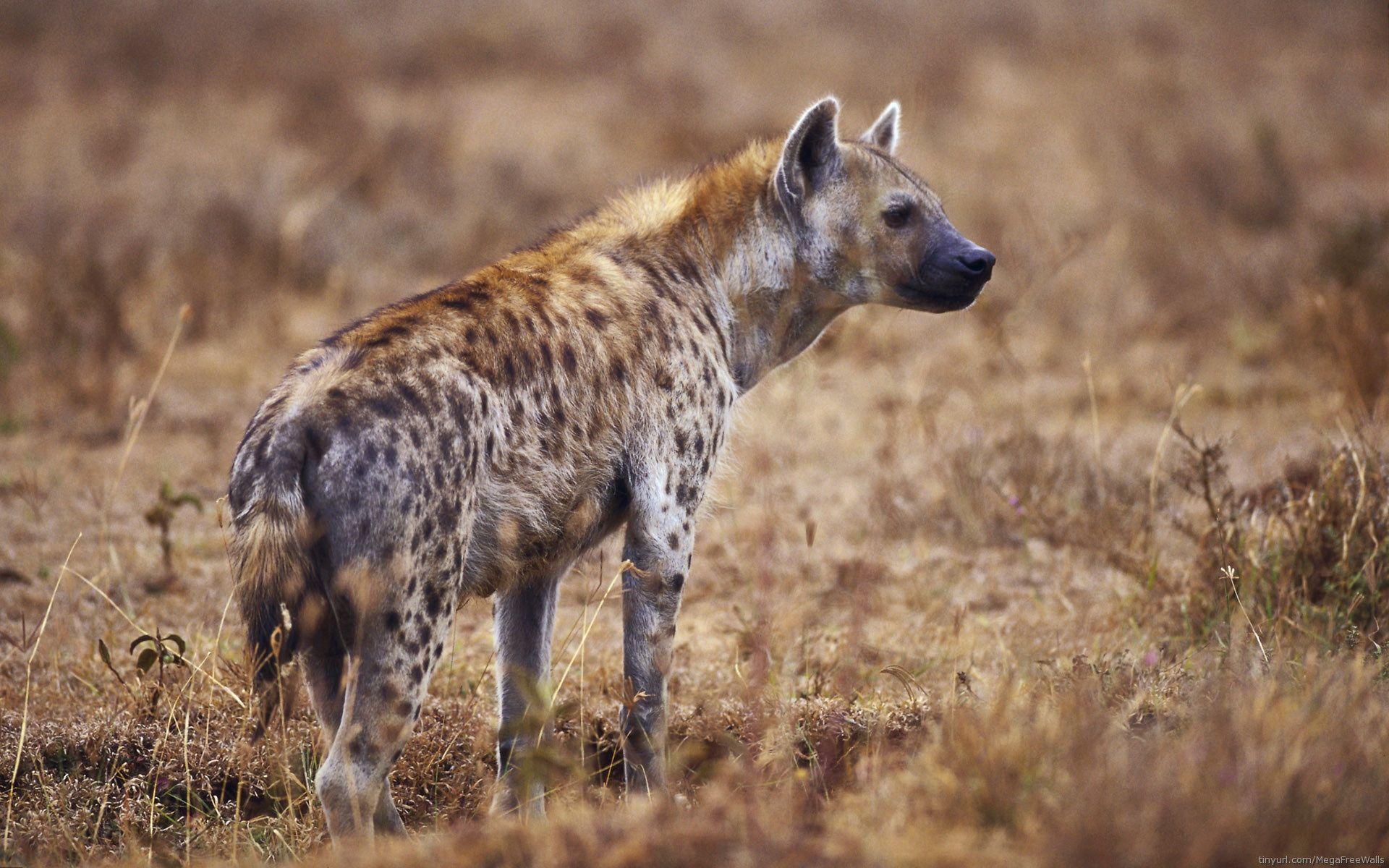 Hyena Wallpaper