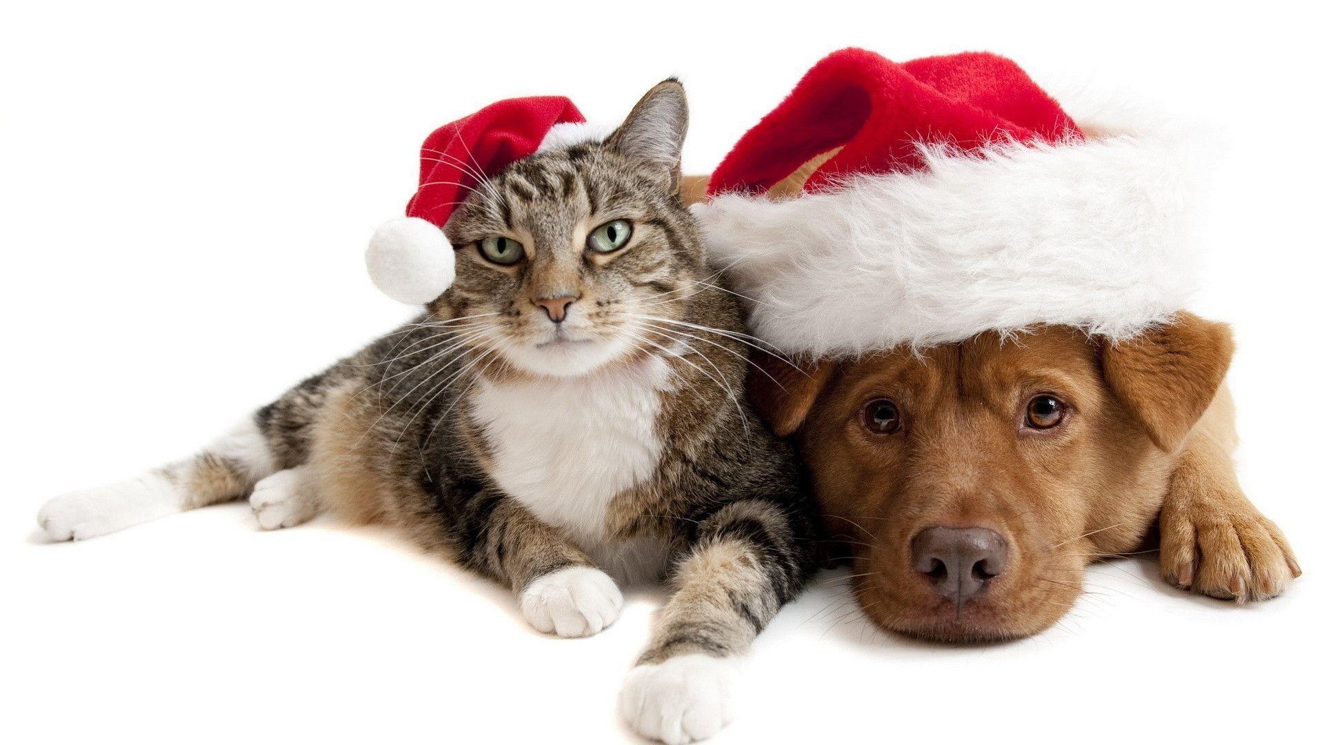 Cute Kittens and Dogs Christmas HD Wallpaper For Desktop