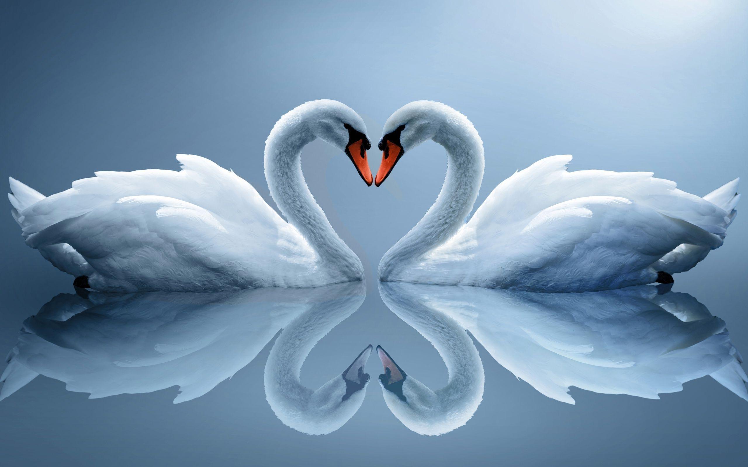 Swans necks heart wallpaper #