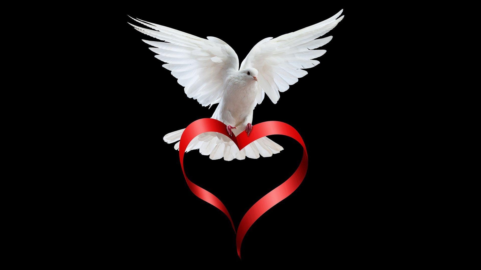Love white Dove Wallpaper
