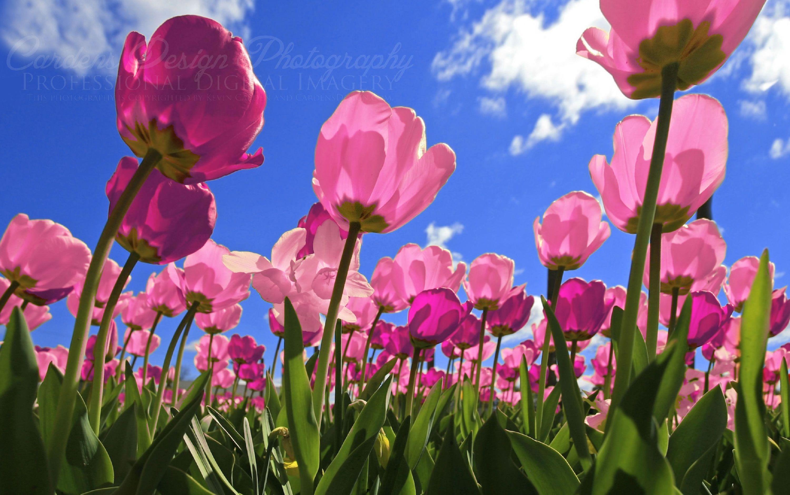 Download Pink Tulips Wallpapers - Wallpaper Cave