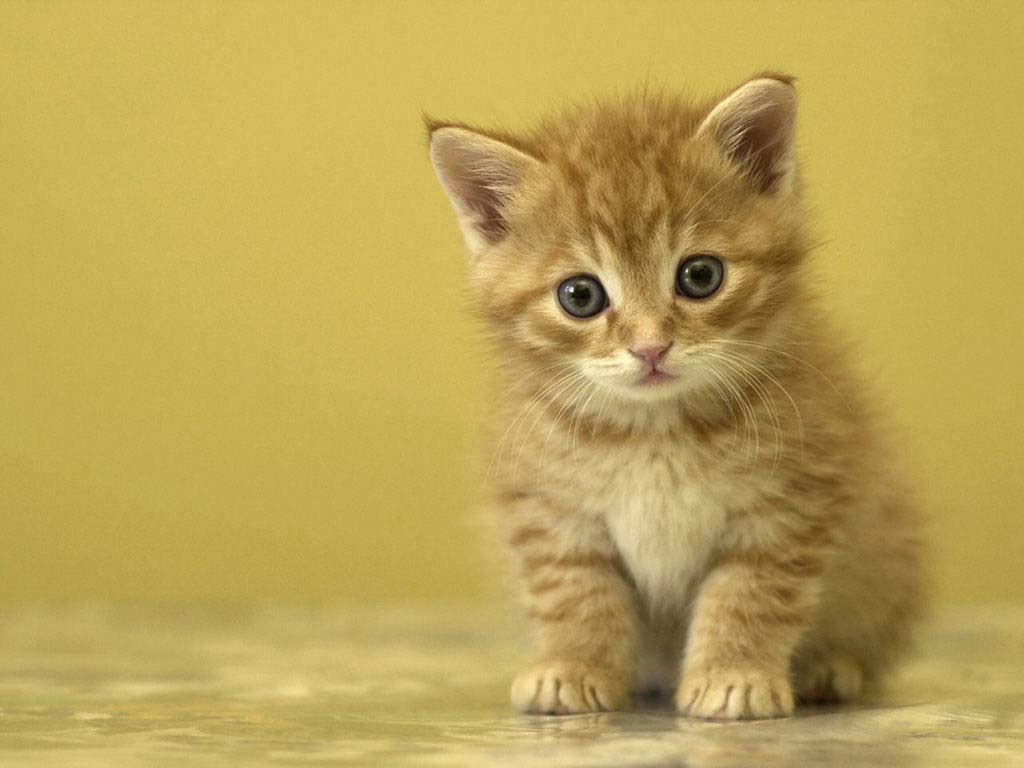 Animal Wallpaper and Background HD