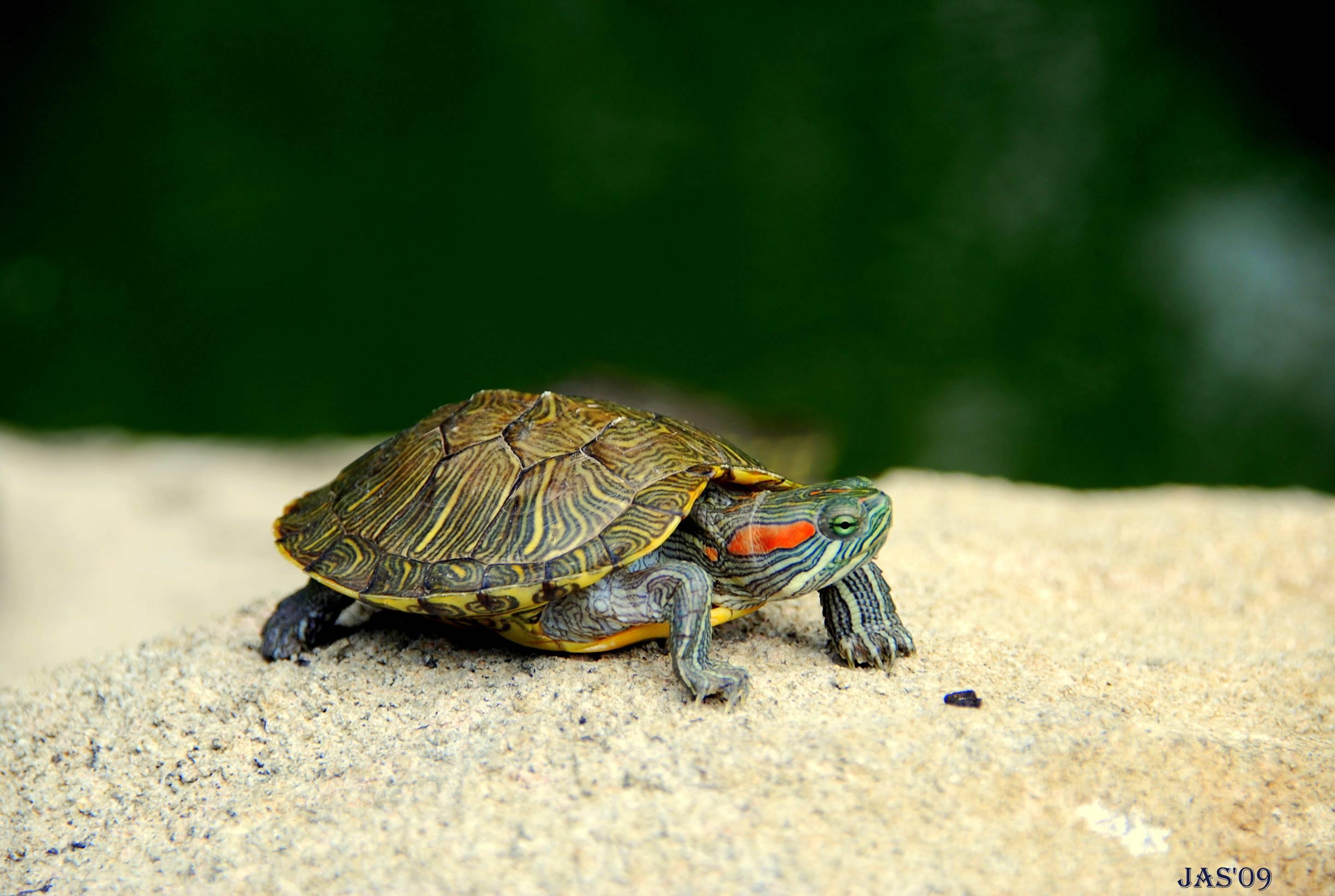 187 Turtle Wallpapers