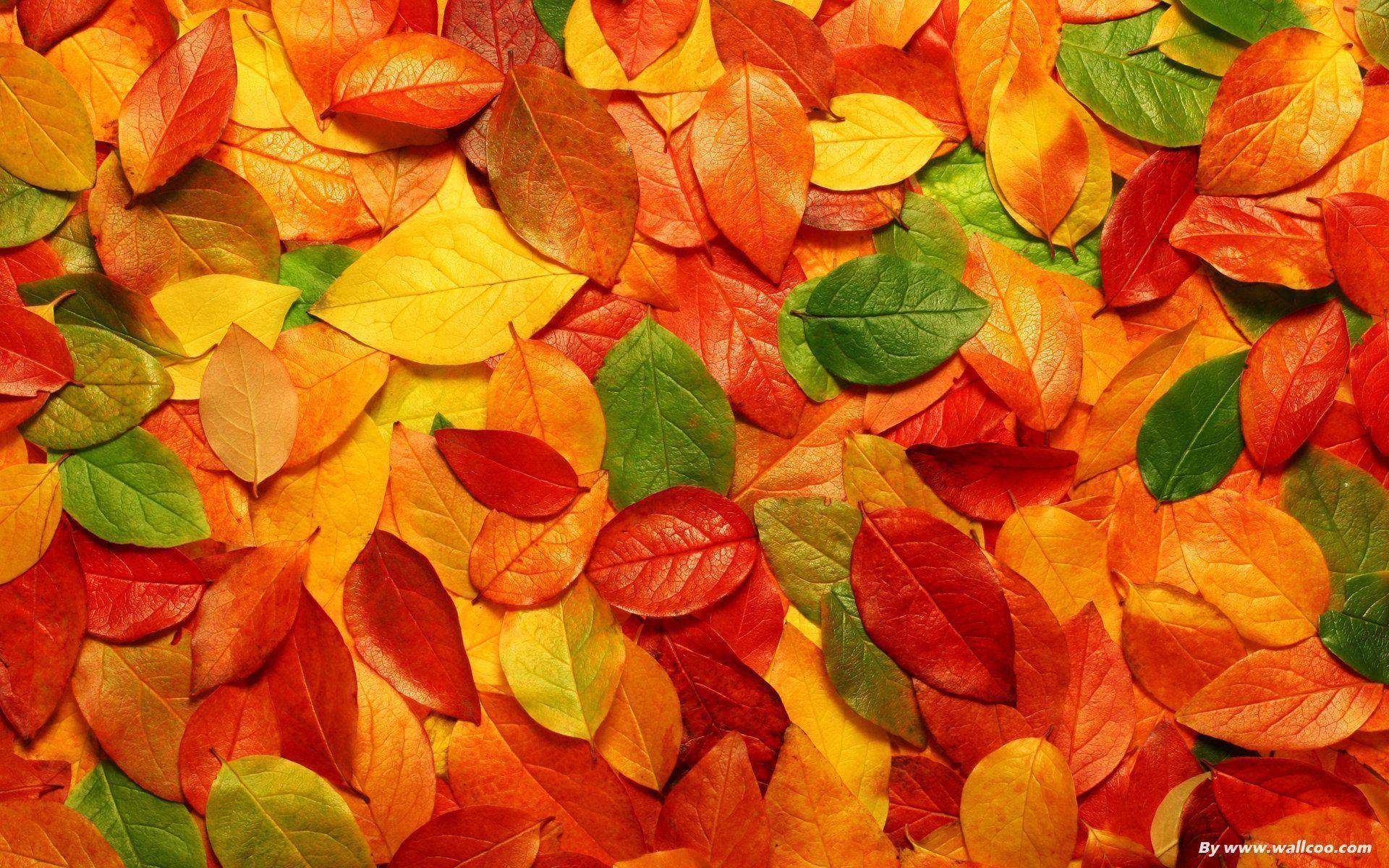 Beautiful Wallpaper Desktop Nature Leaves