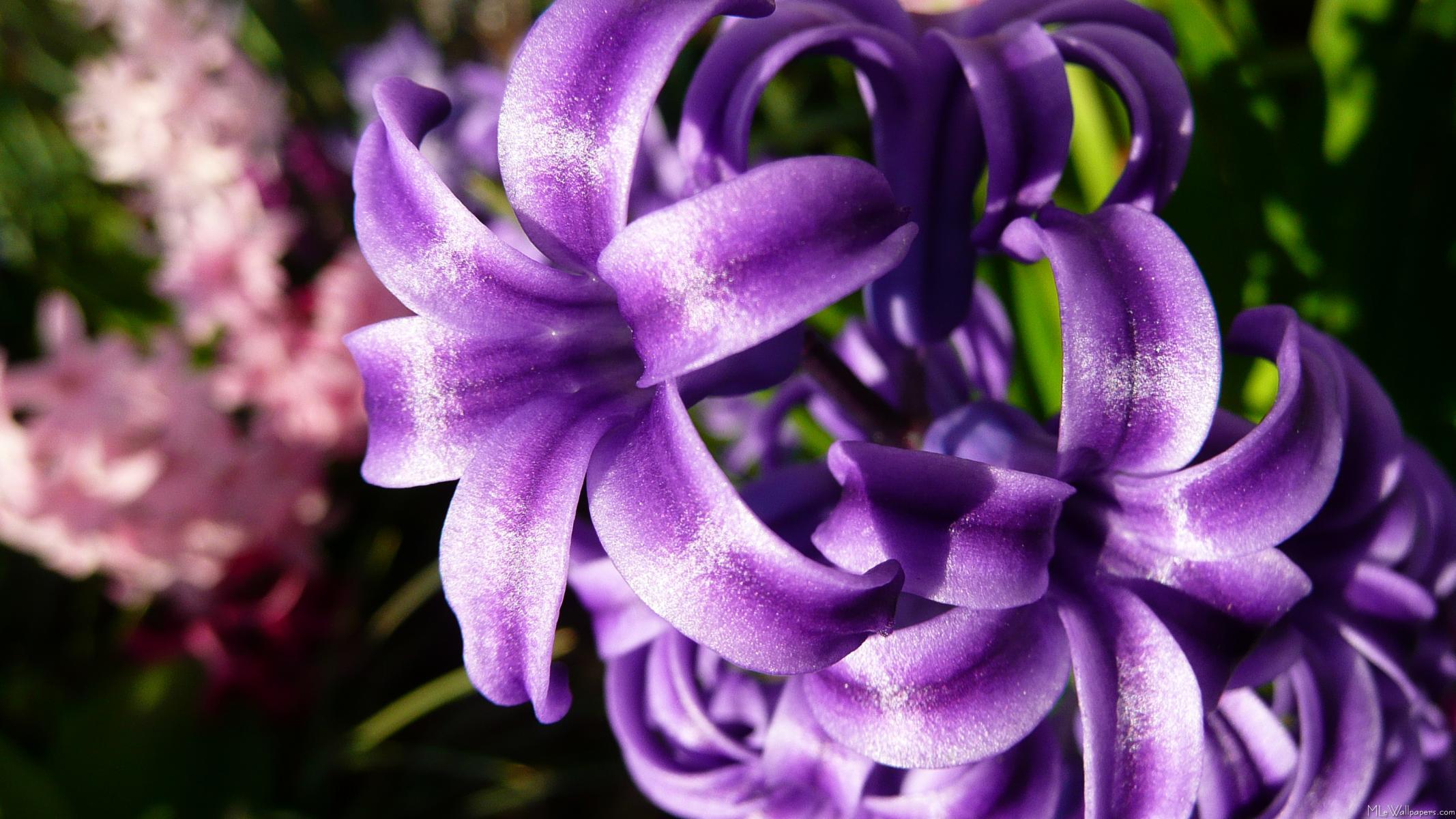 MLe Hyacinth I