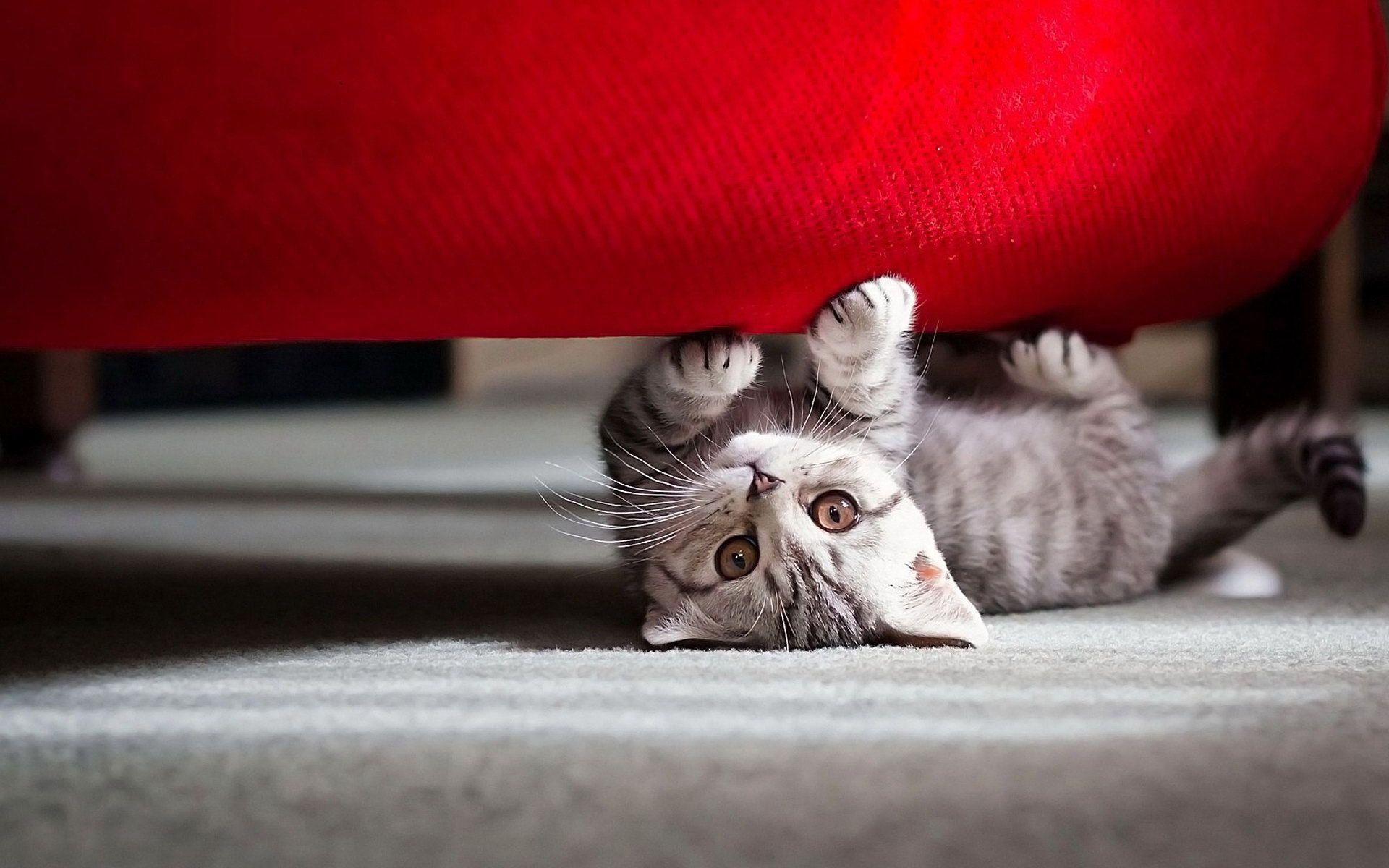Cute Wallpaper Kittens